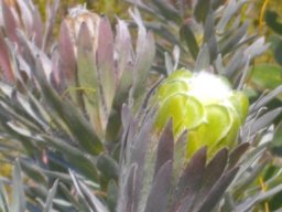 Protea coronata showing colours