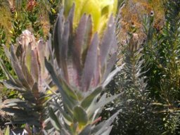 Protea coronata ruffled by insects