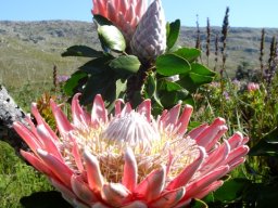 Protea cynaroides variety in involucral bracts