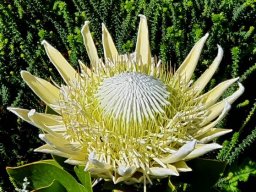 Protea cynaroides flowering nearly white