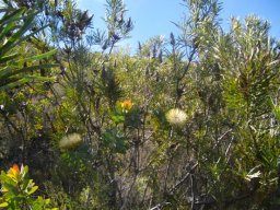 Protea dominated fynbos