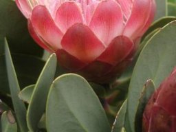 Protea dracomontana