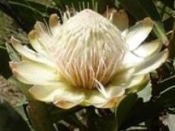 Protea dracomontana flowerhead, the white form