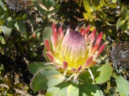 Protea eximia flowerhead at Salmondsdam