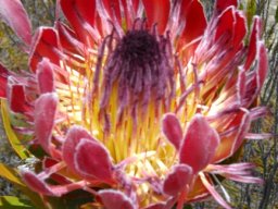 Protea eximia with bright involucre