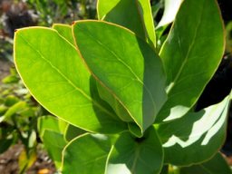 Protea eximia leaves