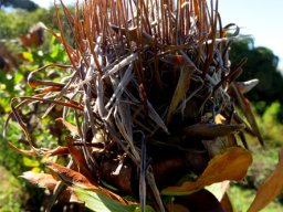 Protea eximia fruithead