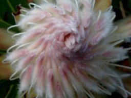 Protea gaguedi flowerhead