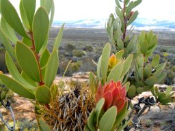 Protea glabra flaunting a range of leaf colours