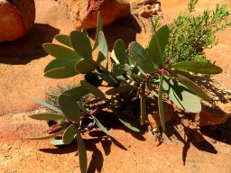 Protea glabra, tomorrows big bush