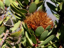 Protea glabra receptacle cones