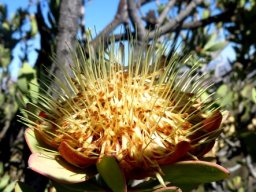 Protea glabra flowerhead straight styles and collapsed perianths