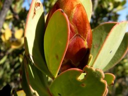 Protea glabra closed bud