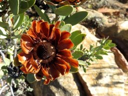 Protea glabra when the carnival is over