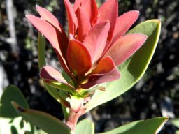 Protea glabra red leaves with hairy margins