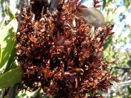 Protea glabra hosting witches broom