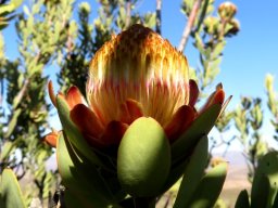 Protea glabra neat young flowerhead