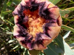 Protea laurifolia inside the cup