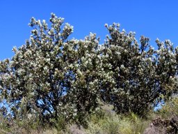 Protea laurifolia broad bushes
