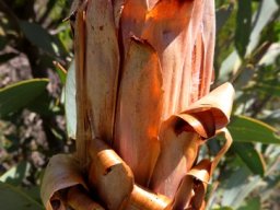 Protea laurifolia old flowerhead
