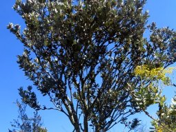 Protea laurifolia old tree