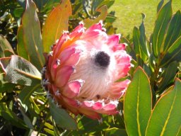 Protea magnifica