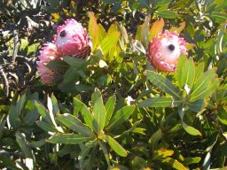Protea magnifica leaves
