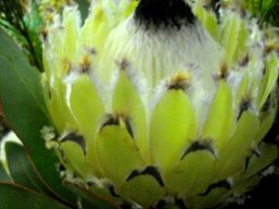 Protea magnifica beard in three colours