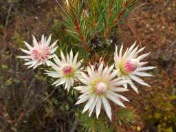 Protea mucronifolia floral stages
