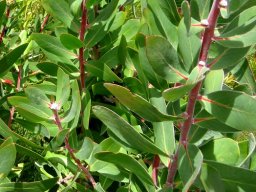 Protea mundii leaves