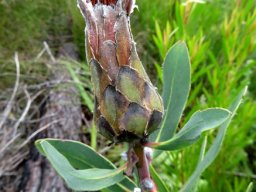 Protea mundii old flowerhead