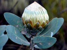 Protea nitida bud in the globose stage