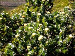 Protea nitida tree in flower