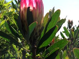 Protea obtusifolia against the light