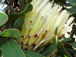 Protea obtusifolia white flowerhead, brown bracts