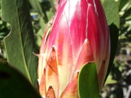 Protea obtusifolia bud