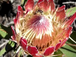 Protea obtusifolia business buzzing