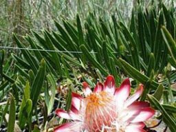 Protea parvula