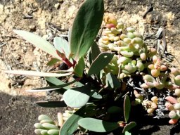 Protea punctata proving its mettle