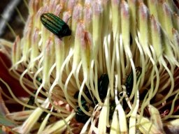 Protea punctata flowerhead still young