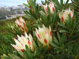 Protea repens bicoloured flowerheads