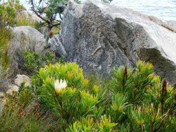 Protea repens