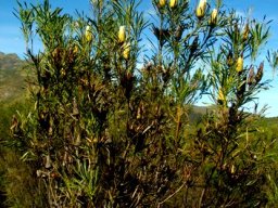 Protea repens persistent flowerheads