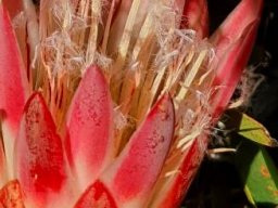 Protea repens but not creeping