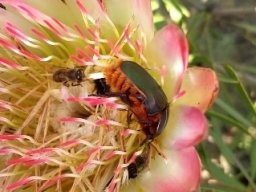 Protea repens and diners