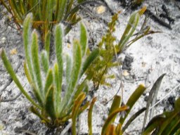 Protea scabra leaves at Salmondsdam