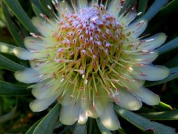 Protea scolymocephala secrets exposed