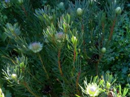Protea scolymocephala stem-tips