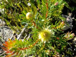 Protea scolymocephala