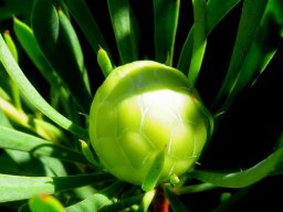 Protea scolymocephala bud